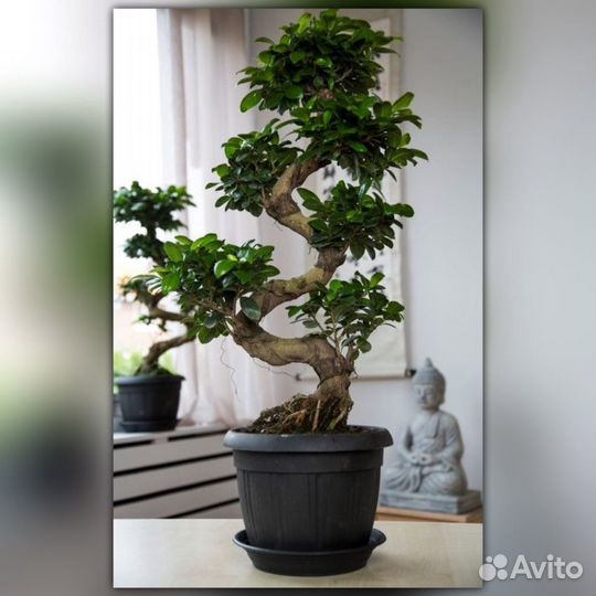 Фикус бонсай большой