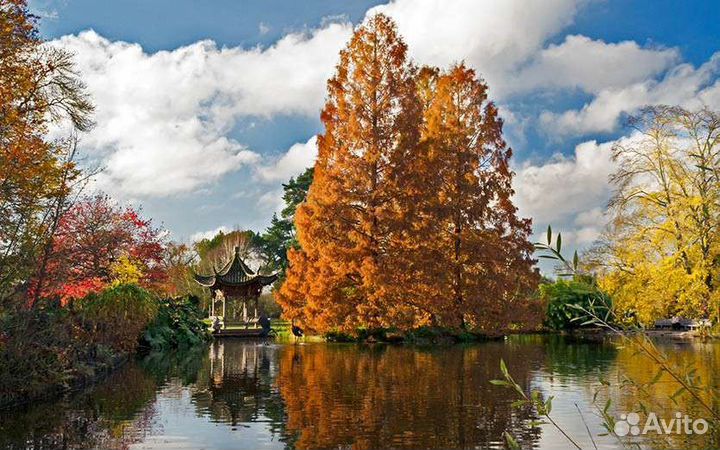 Метасеквойя