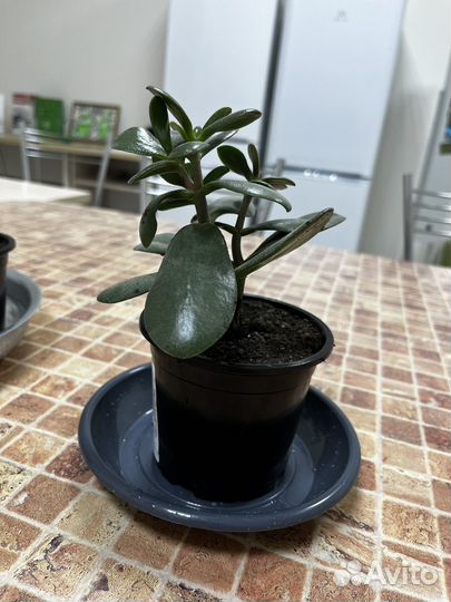 Денежное дерево (толстянка)