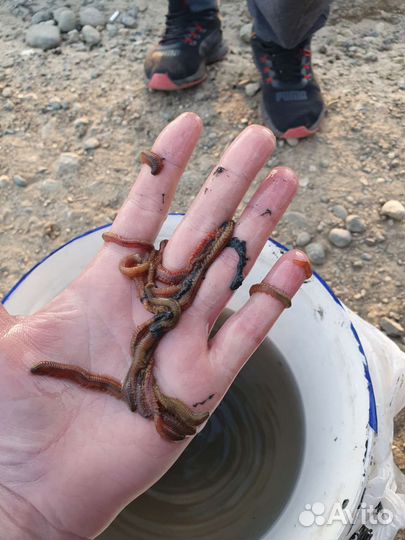 Морской червь