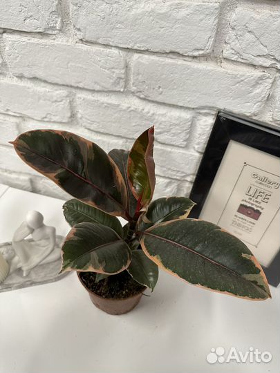 Фикус эластика