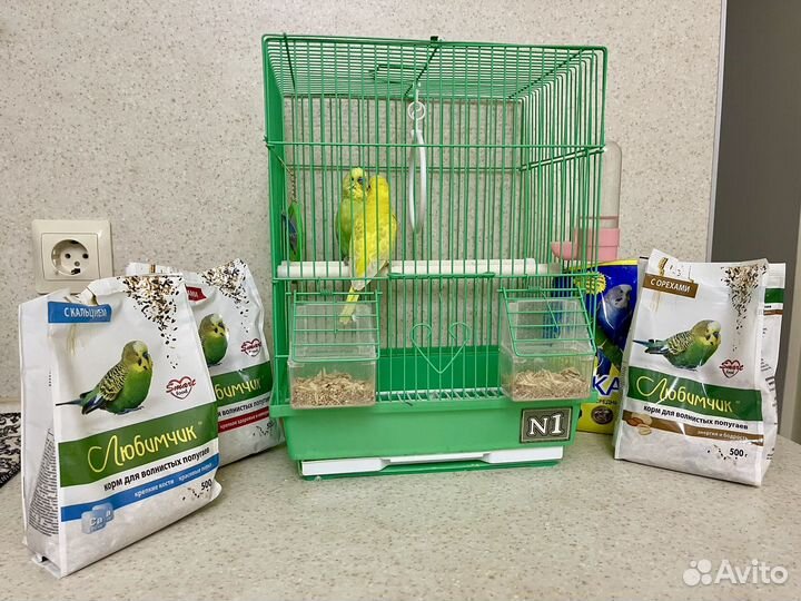 Волнистый попугай с клеткой