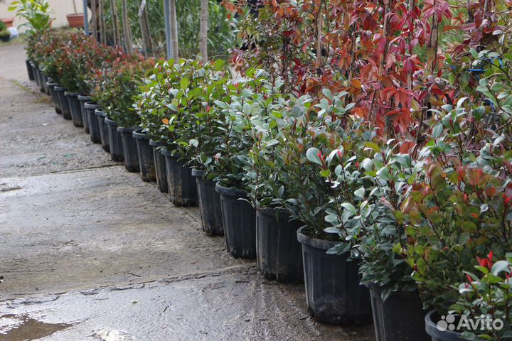 Фотиния Литл Ред Робин (нана)