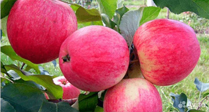 Яблоки белый налив, мельба