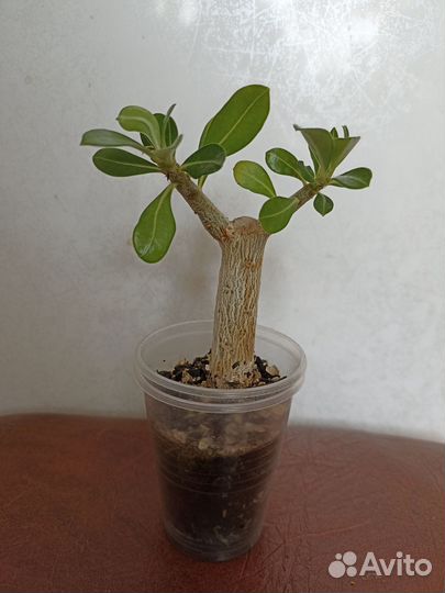 Адениум малиновый немахровый высота 15 см