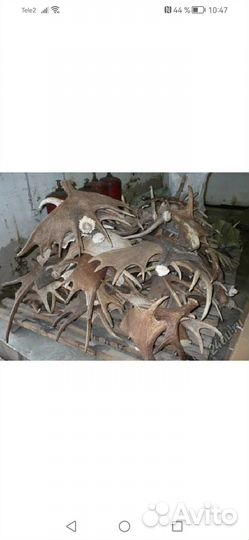 Рога лося косули