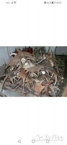 Рога лося косули