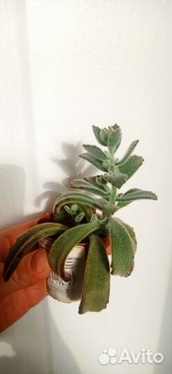 Каланхоэ войлочное (томентоза) суккулент