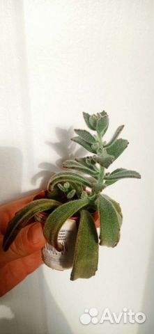 Каланхоэ войлочное (томентоза) суккулент