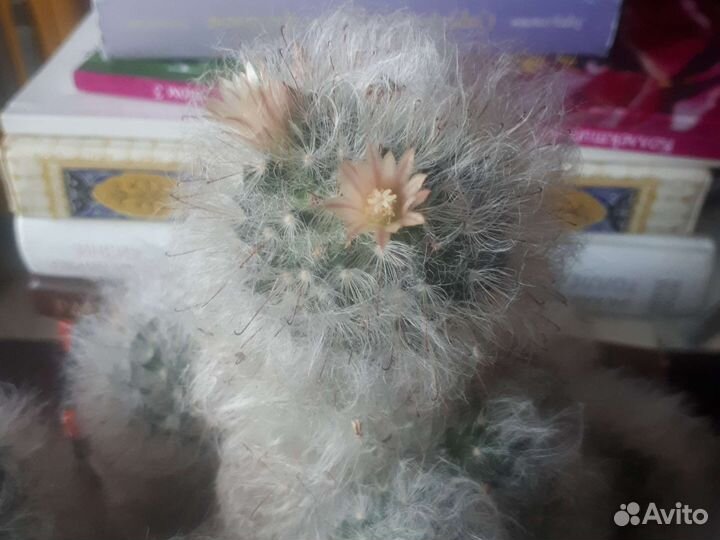 Мамилярия пушистая