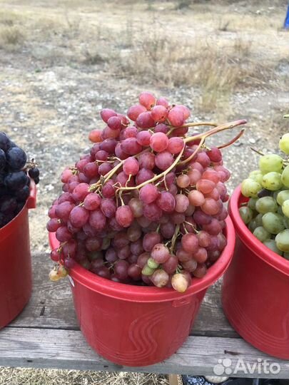 Саженцы винограда