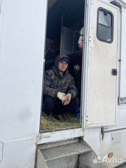 Перевозка лошадей. Коневоз
