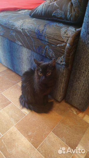 Потерялась кошка