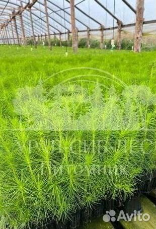 Голубая ель с зкс сеянцы