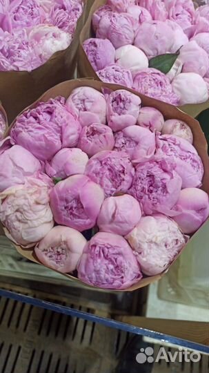 Пионы букет, цветы от производителя