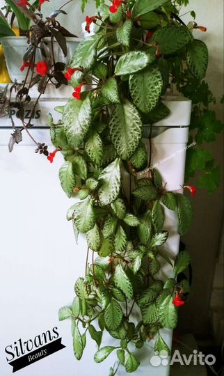 Комнатные цветы (бегонии,эписции,циссус,пеперомия)