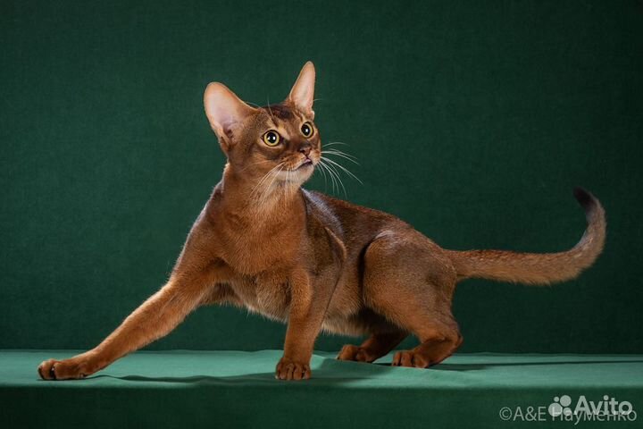 Вязка с интерчемпионом