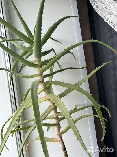 Алоэ столетник лечебный