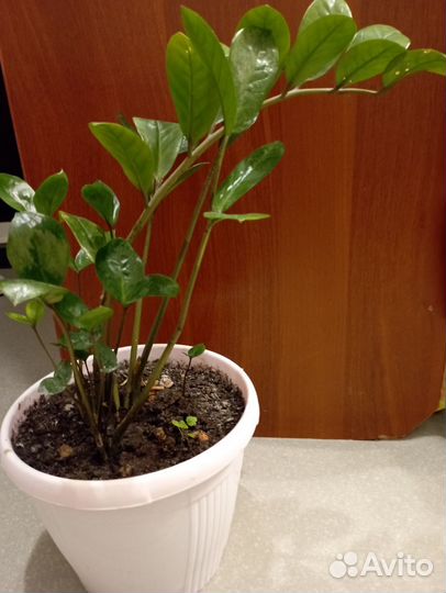 Замиокулькас