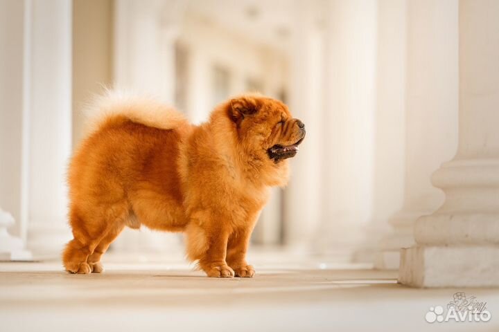 Чау-чау вязка