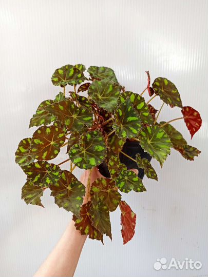 Комнатные растения