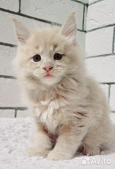 Котята мейн-кун