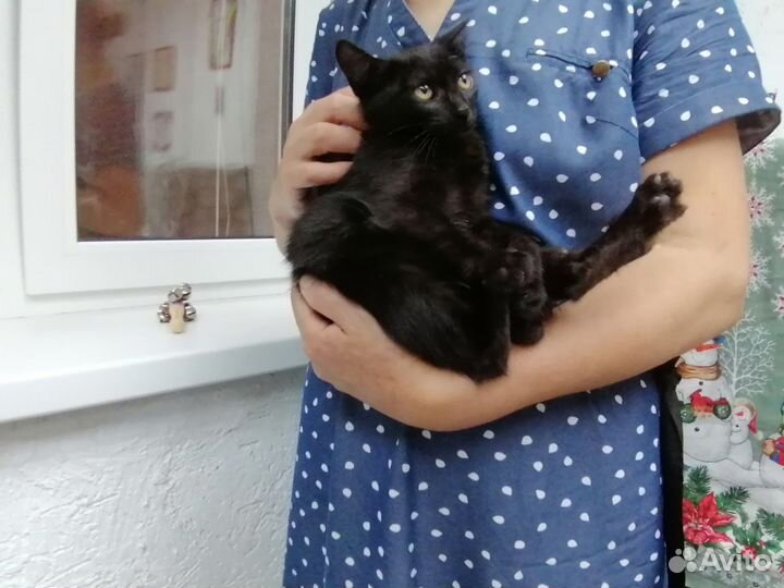 Котенок девочка