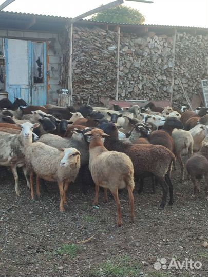 Барашки.Овцы