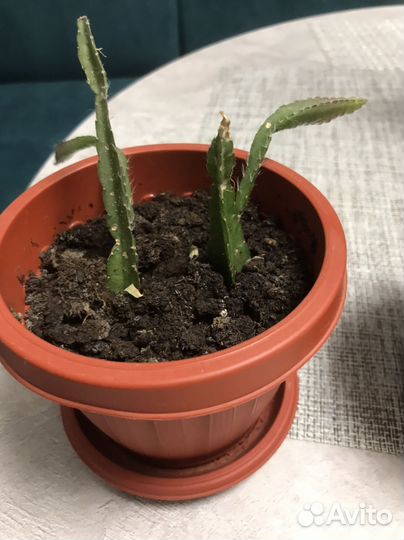 Комнатный растения