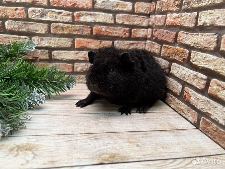 Морская свинка тедди, мальчик