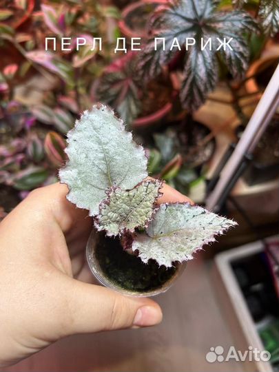 Бегония декоративно лиственная (обьявление 4)