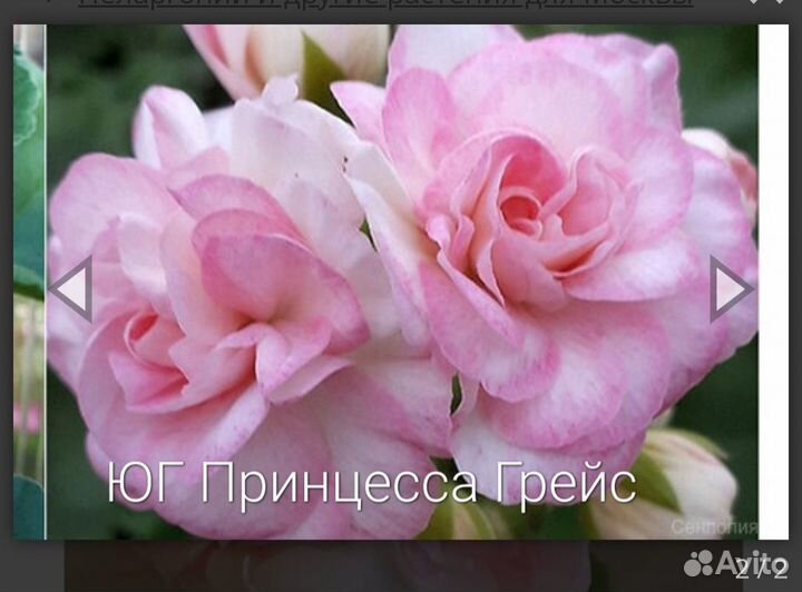 Пеларгония