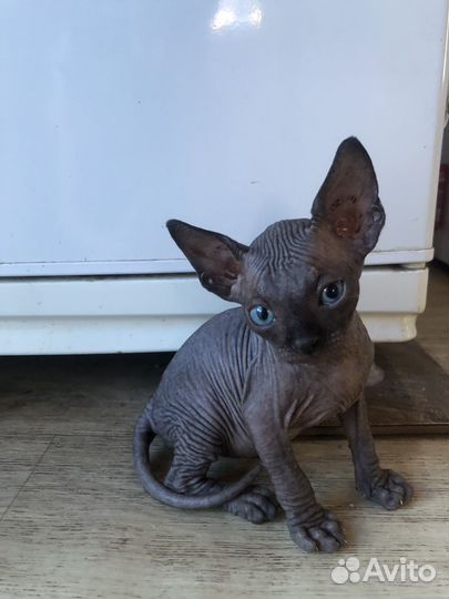 Домашние животные котята бесплатно