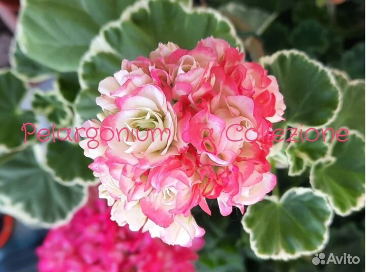 Пеларгония герань Uaito Ringu