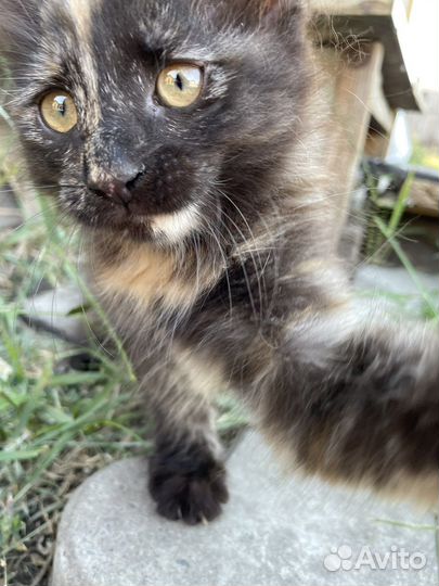 Котята в добрые руки бесплатно