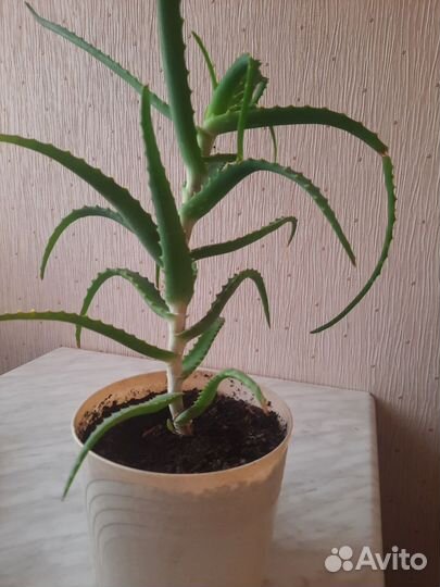 Алоэ лечебный