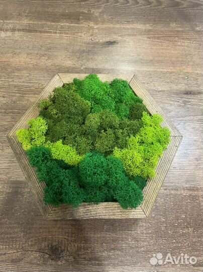 Мох стабилизированный