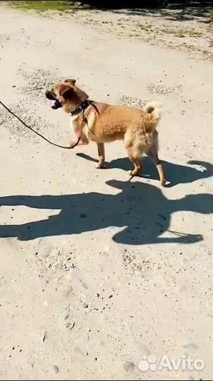 Чебурашкин