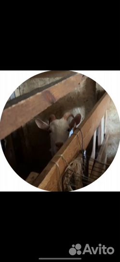 Дойные козы