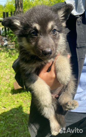Собака в добрые руки отдам бесплатно
