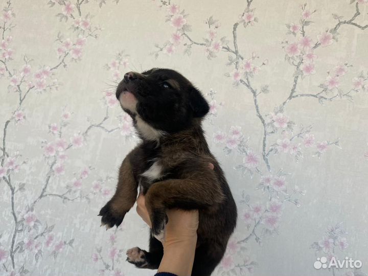 Щенок в добрые руки бесплатно