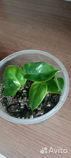 Филодендрон