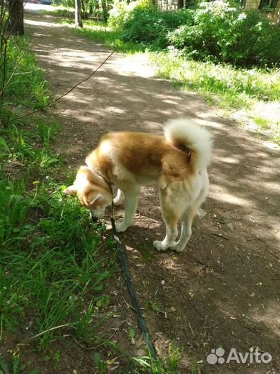 Выгуливать собак