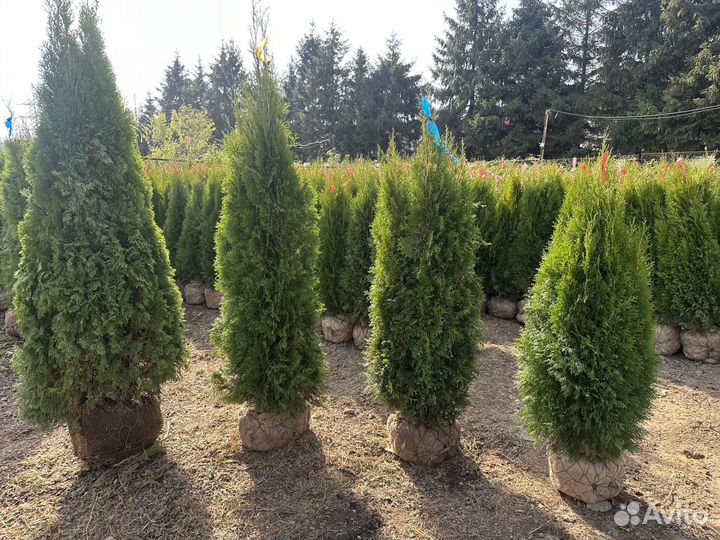 Туя западная Смарагд