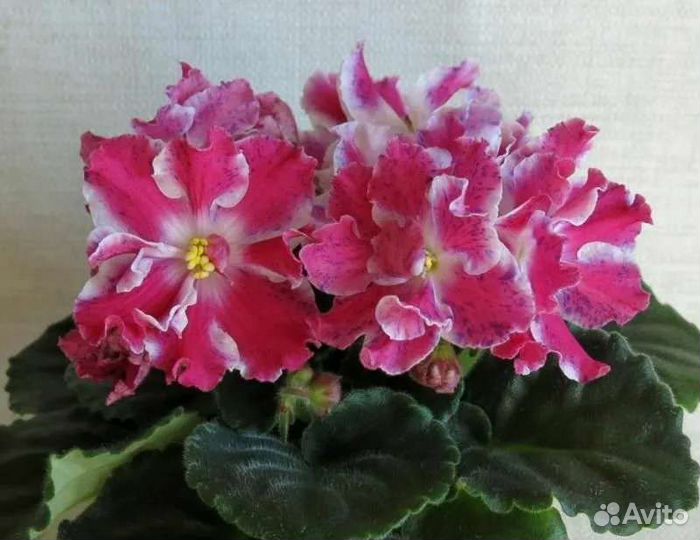 РМ-Сказочный Дворец (спорт от РМ-Замок на Песке) Фото М.Нестерова. 2022 Фиалочны