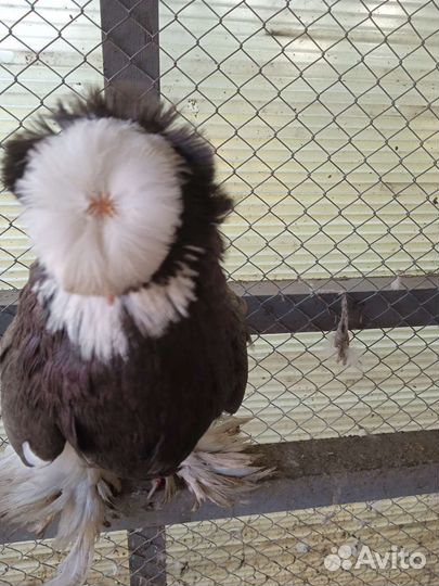 Голуби продажа