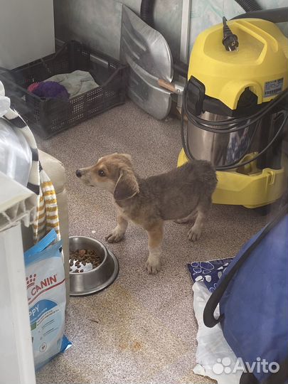 Щенок в добрые руки