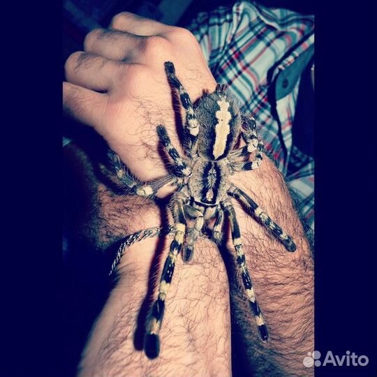 Пауки птицееды