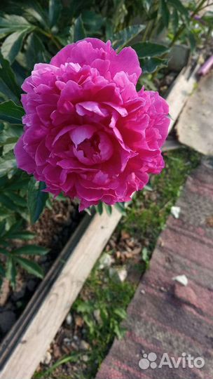 Пионы сортовые делёнки и кусты