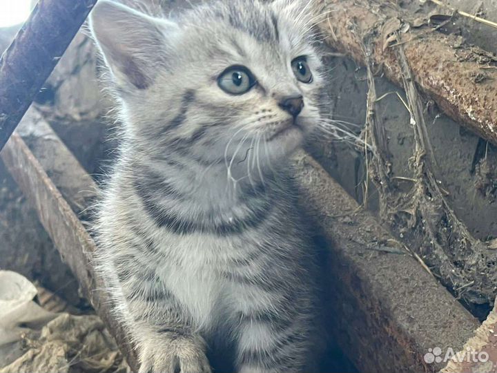 Девочки от шотландская вислоухая